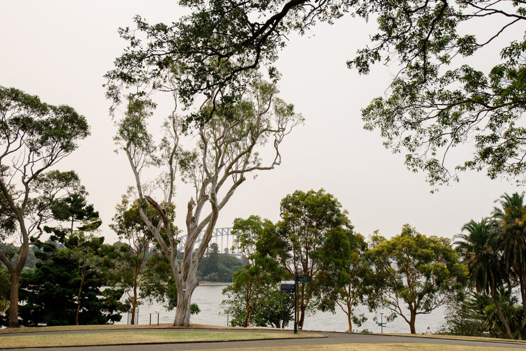 eucalypt lawn royal botanic garden