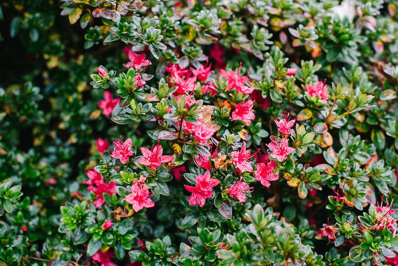blue mountains wedding photographer